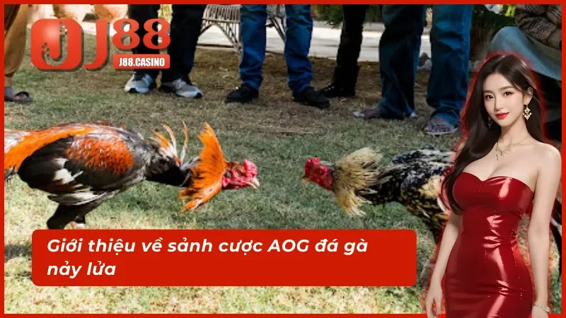 Tìm hiểu thông tin về sảnh AOG đá gà chất lượng