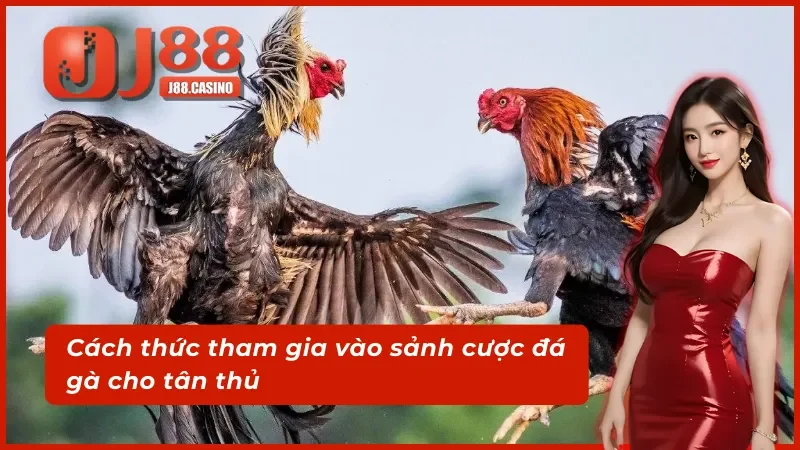 Hướng dẫn tân thủ tham gia vào sảnh AOG đá gà